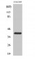 Rhodopsin Polyclonal Antibody
